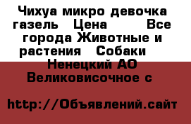 Чихуа микро девочка газель › Цена ­ 65 - Все города Животные и растения » Собаки   . Ненецкий АО,Великовисочное с.